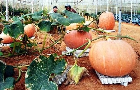 Vườn bí khổng lồ cực đáng yêu ở Đà Lạt khiến giới trẻ 'phát sốt'