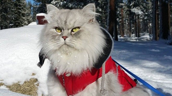 Đây là chú mèo đi du lịch còn nhiều hơn cả bạn