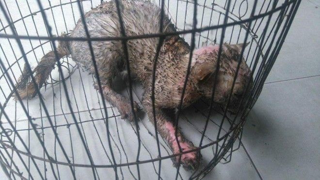 Chủ tẩm dầu hỏa đốt cháy mèo vì… cắn chết một chú chim