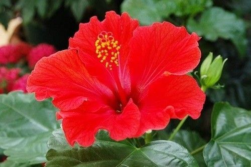 Bật mí công thức làm son môi dễ như… ăn kẹo