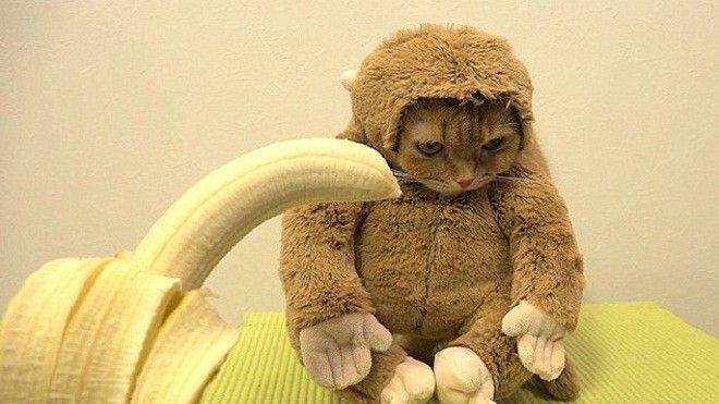 Biệt đội động vật với thời trang mùa đông cực đáng yêu