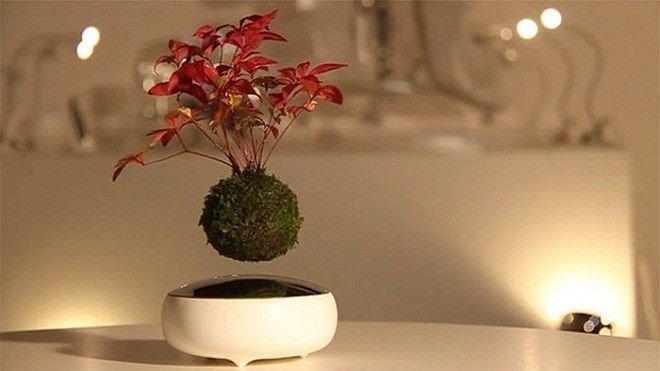 Ngẩn ngơ ngắm chậu cây bay lơ lửng trên không ở Nhật