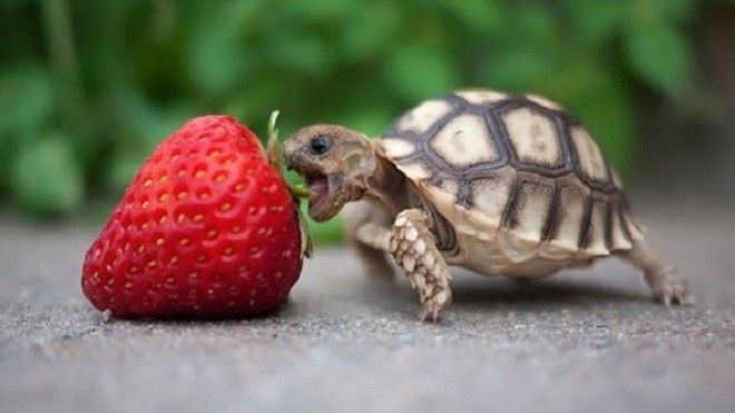 25 bức ảnh chắc chắn sẽ khiến cuộc đời bạn tươi sáng hơn