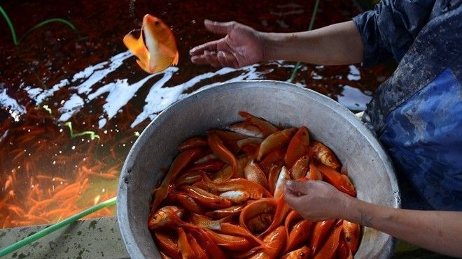 Làng nghề Phú Thọ bắt cá chép đỏ chuẩn bị cúng Táo quân