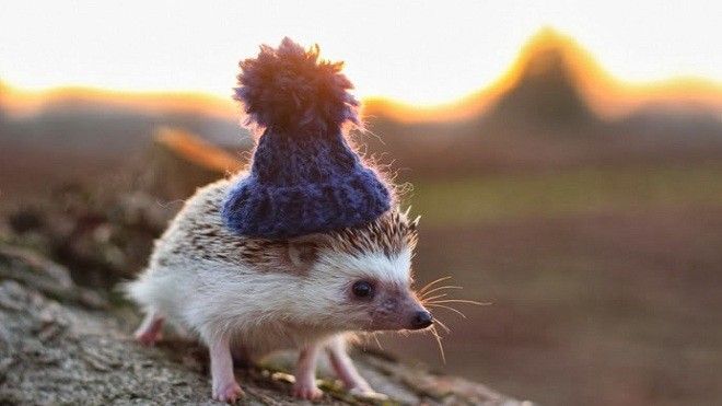 Cả thế giới vui mừng chào đón ngày của nhím