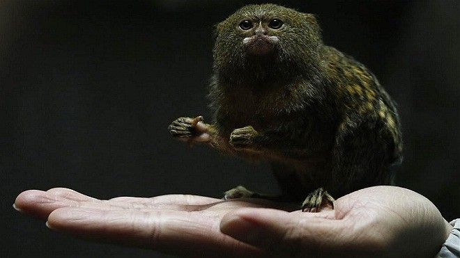 Thú chơi khỉ lùn Marmoset 'sang chảnh' sẽ trở lại trong năm Thân?