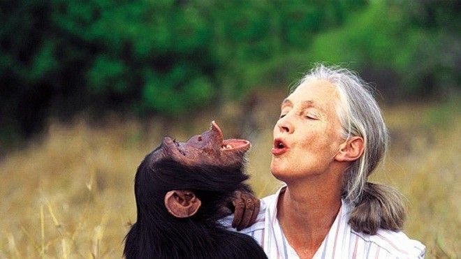 Cuộc đời ly kỳ của người bạn thân thiết nhất với loài khỉ