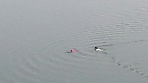 Chèo thuyền ra giữa sông cứu người nhảy cầu ngay mùng 3 Tết