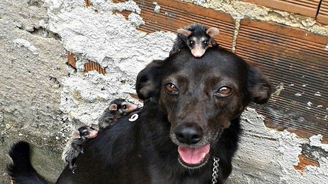 Ngạc nhiên cảnh mẹ chó nhận nuôi… chuột, chăm sóc như con đẻ