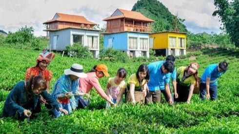 Ngỡ ngàng với loạt container đa sắc giữa đồi chè Mộc Châu xanh ngát
