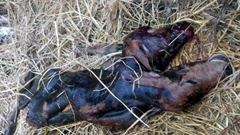 Bê hai đầu xuất hiện ở Quảng Nam