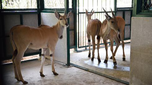 Bác bỏ thông tin thú chết hàng loạt tại Vinpearl Safari