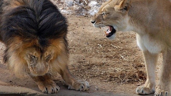 'Sợ gì mà không sợ vợ' - bài học từ chuyện nhà anh chúa tể sơn lâm