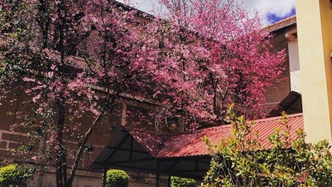 Cận cảnh ngôi trường lãng mạn nhất Việt Nam
