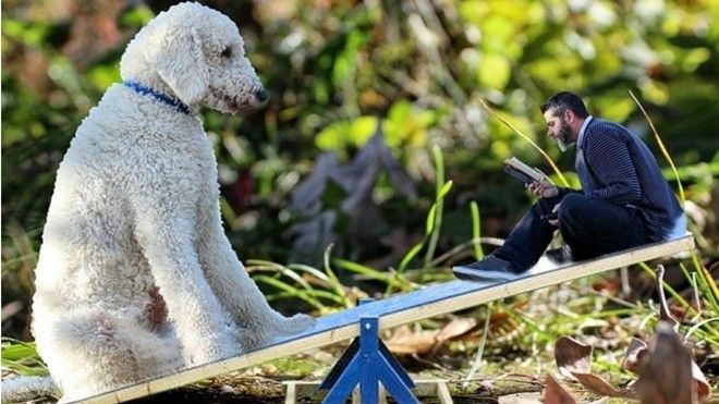 Tâm thư của chú chó 'khổng lồ' nhắn gửi cậu chủ thích bày trò