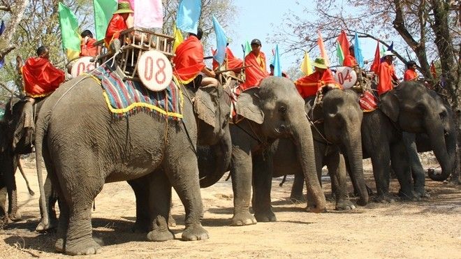 Xót xa hình ảnh voi Tây Nguyên bị kẻ xấu chặt đuôi, nhổ lông vì hám lợi