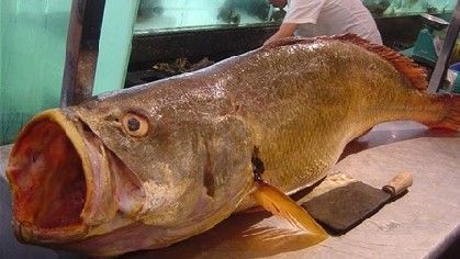 Bắt được cá sủ vàng 9kg trị giá cả tỷ đồng