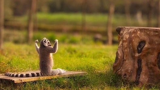 Nghe vượn cáo dạy con người cách sống hạnh phúc