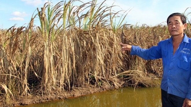 Nông sản cháy khô, dân miền Tây điêu đứng vì tai họa nghiêm trọng nhất 100 năm