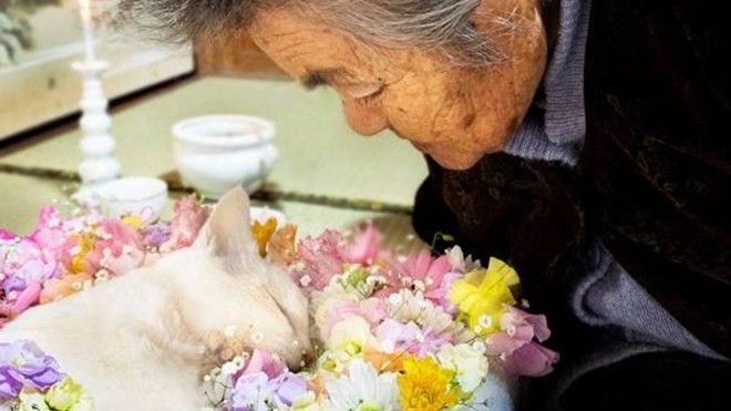 Tạm biệt Fukumaru, chú mèo Nhật Bản được hàng triệu người yêu mến!