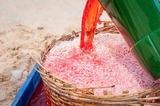 Màn 'ảo thuật' biến ruốc trắng thành ruốc đỏ khiến nhiều người lạnh sống lưng