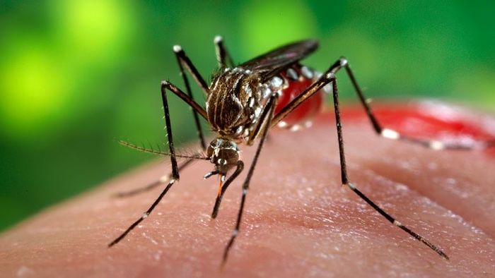 Một công dân Úc nhiễm virus Zika sau khi trở về từ Việt Nam