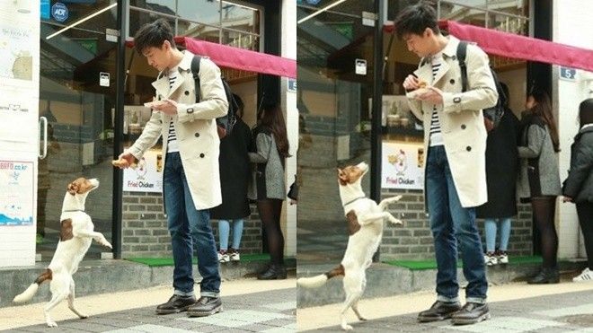 Chết ngất với cảnh Hồ Ca lấy gà chiên 'nhử' chó trên phố