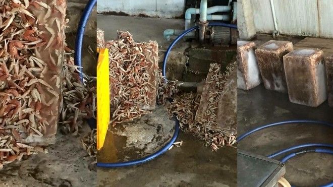 Càng ghẹ bẩn đông lạnh đang được tiêu thụ khắp nơi?