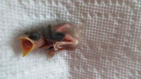 Nhật ký 36 ngày sống sót kỳ diệu của chú chim bé nhỏ