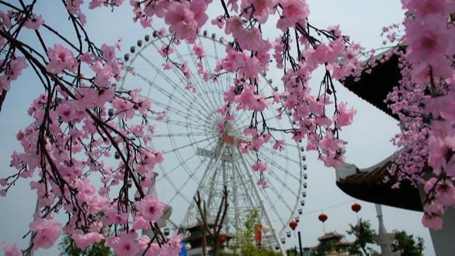 Hoa anh đào khoe sắc trước giờ khai mạc lễ hội Hanami ở Đà Nẵng