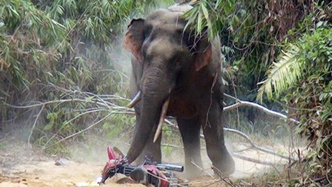 Voi rừng ngà lệch tấn công người dân, phá xe máy