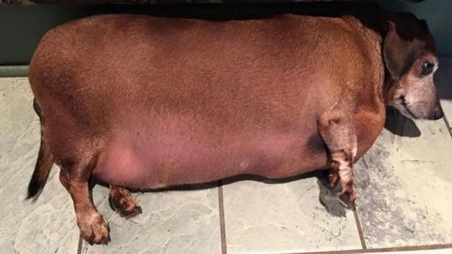 Chuyện khó tin về chú chó béo thoát chết nhờ giảm cân thành công