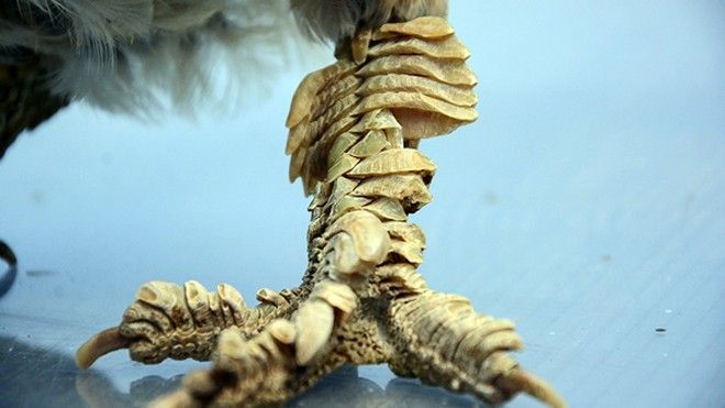 Gà vảy rồng giá chục triệu đồng được dân chơi săn lùng ở Sài Gòn