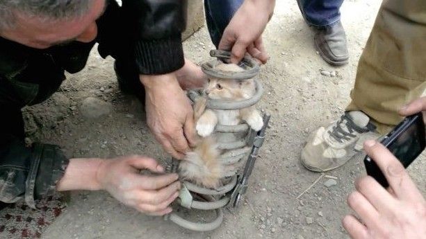 Ba giờ vất vả giải cứu mèo con mắc kẹt dưới gầm xe tải