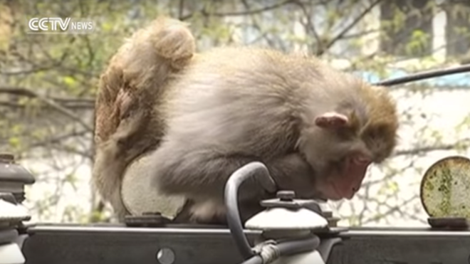 Bị sốc điện, chú khỉ ngất xỉu suốt 3 giờ đồng hồ trên cột cao áp