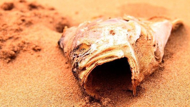 Cá biển chết hàng loạt dọc 4 tỉnh miền Trung