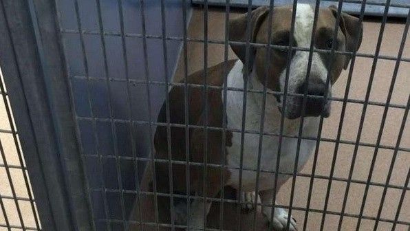 Đau lòng em bé bị chó nuôi trong nhà cắn chết trước mặt cha mẹ