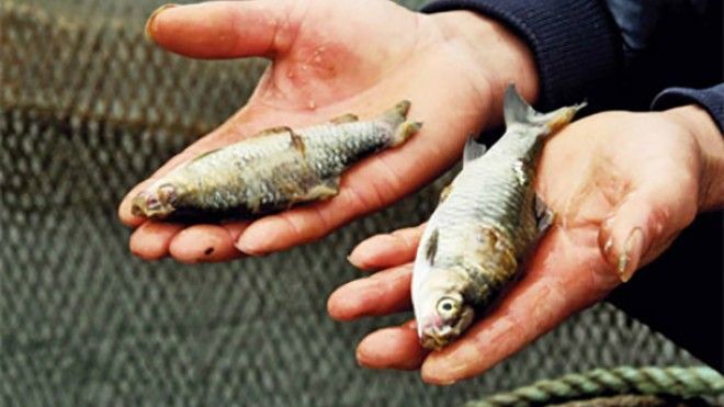 Nhà máy xả thải độc gây ung thư khiến cá chết hàng loạt ở Trung Quốc