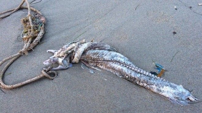 Cá chết xuất hiện ở biển Đà Nẵng, khách du lịch 30/4 bán rẻ vé vì lo lắng