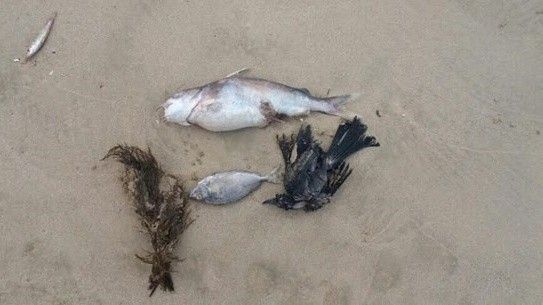 'Vương quốc' chim đã chết