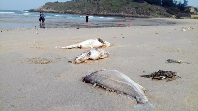 Ngư dân miền Trung 'khóc ròng' vì cá chết:  Bạn đã xem clip đáng xem nhất trong ngày này chưa?