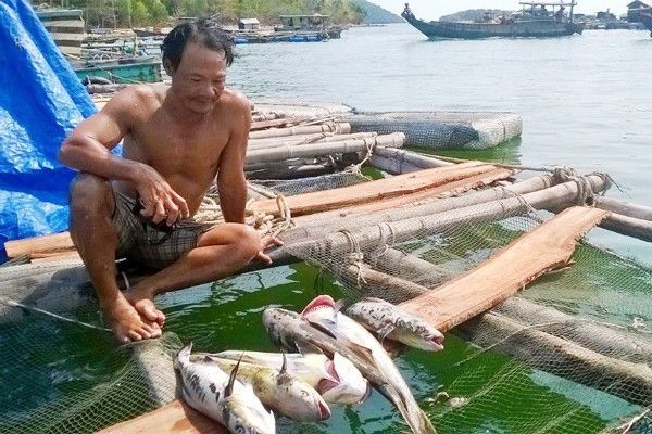 Tiếp tục có cá bớp chết hàng loạt tại Nha Trang
