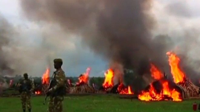 Cảnh thiêu hủy lượng ngà voi trị giá hơn 170 triệu USD