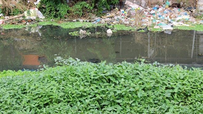 Rùng mình 'công nghệ' trồng rau muống bẩn ở Hà Nội