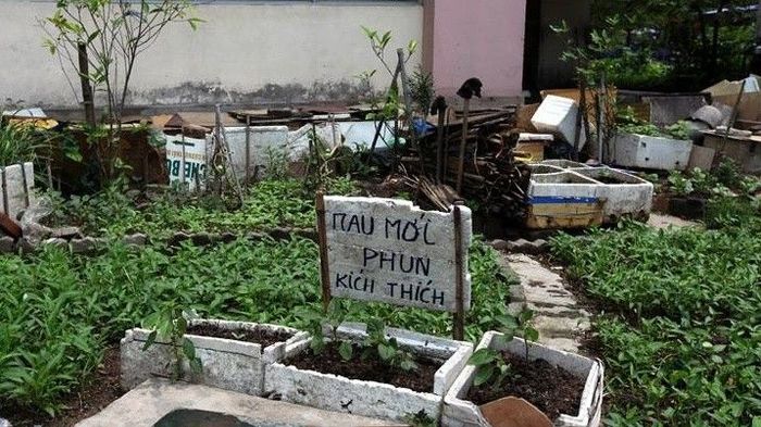 Hà Nội: Dân trồng rau sạch rồi dọa 'mới phun thuốc'