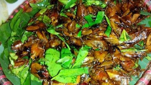 Bọ xít rang lá chanh - 'đặc sản' Tây Bắc thách thức những tín đồ ẩm thực