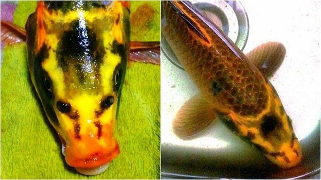 'Sốc' với chú cá chép có gương mặt giống người