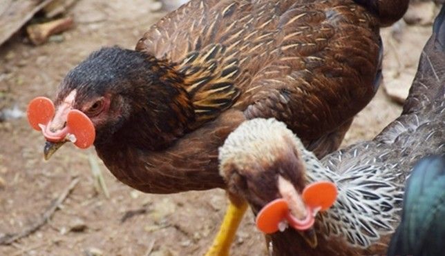Đeo kính cho gà, độc chiêu chăn nuôi của nông dân Nghệ An