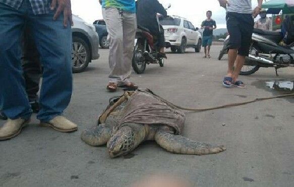 Người mua con vích quý hiếm gần 40 kg ở Hạ Long bị cảnh sát tạm giữ