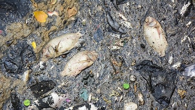 Cá chết trắng kênh Nhiêu Lộc sau trận mưa lớn đầu tiên